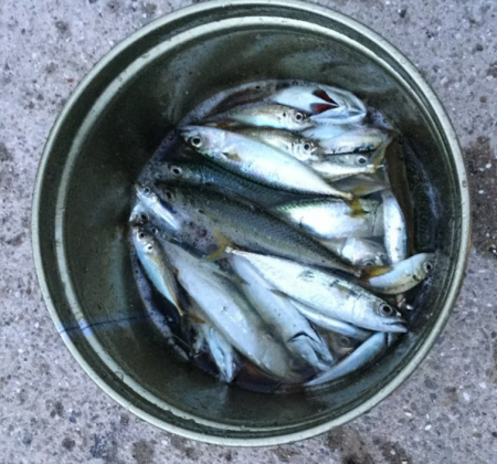 アジ　サバ　太刀魚　ジグパラマイクロ・ジグパラワインド